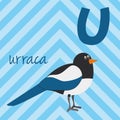 Cute cartoon zoo illustrated alphabet with funny animals. Spanish alphabet: U for Urraca. Royalty Free Stock Photo