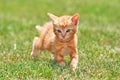 Cute Cat Royalty Free Stock Photo