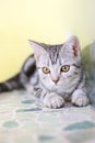 Cute cat Royalty Free Stock Photo