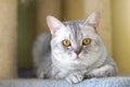 Cute cat Royalty Free Stock Photo