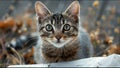 Cute Cat Adorable Moment Housecat Royalty Free Stock Photo
