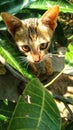 Cute cat behind the leaves with sharp eyes Royalty Free Stock Photo