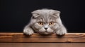 Cute cat big eye Royalty Free Stock Photo