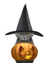 Cute cat in black hat hold halloween pumpkin in the mouth - isolated on white