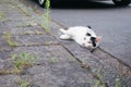 A cute cat with black and white fur walks across the street and lies between the cars.