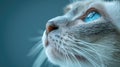 Cute cat with blue eyes on blue background, close-up Royalty Free Stock Photo