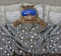 Cat with a sleep mask in the bed Royalty Free Stock Photo