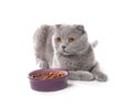 Cute cat with bowl of pet food on white background Royalty Free Stock Photo