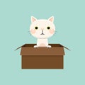 Cute cat in box. Adopt homeless pet Royalty Free Stock Photo