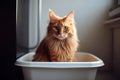 Cute cat box. Generate Ai Royalty Free Stock Photo