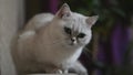 Cute cat breed British N11 lying on the couch soft evening color. The cat is looking at the camera and squinting its