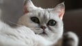 Cute cat breed British N11 lying on the couch soft sunny color. The cat is looking at the camera. The cat turns its head