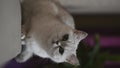 Cute cat breed British N11 sitting on the back of the sofa evening light. The cat stares intently at the camera, big