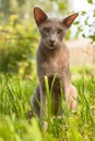 Cute Cat Of Breed Oriental 2 Years Old Sitting In Garden.