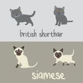 Cute Cat Breeds Cartoon Animal Illustration Type of British Shorthair and Siamese To Background or Wallpaper