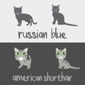 Cute Cat Breeds Cartoon Animal Illustration Type of Russian Blue and American Shorthair To Background or Wallpaper