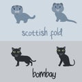 Cute Cat Breeds Cartoon Animal Illustration Type of Scottish Fold and Bombay To Background or Wallpaper