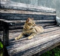 Cute cat at the brown wood chair Royalty Free Stock Photo