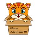 Cute cat cartoon in present gift box with text adopt me please Royalty Free Stock Photo