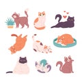 Cute cat characters collection. Cats doing various feline activities, playing, sleeping, lying, sitting. Vector