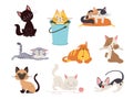 Cute cat characters. Drawing cats, isolated lovely pets. Cartoon flat kitten play and sleep. Animal stickers, simple