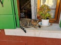 Cute cat chilling in Burano Royalty Free Stock Photo