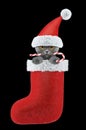 Cute cat with christmas candy in stocking. Isolated on black Royalty Free Stock Photo