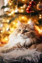 Cute cat on Christmas glittering lights background