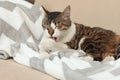 Cute cat cleaning itself on sofa Royalty Free Stock Photo