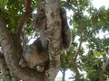 Cute cat climbing on the tree
