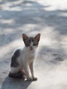 Cute cat clinging to sit on the concrete floor with sunlight. Morning of the day Royalty Free Stock Photo