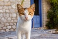 Cute cat close on street in Greek village house