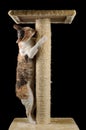 Cute Cat with Closed Eyes Scratching a Scratching Post Royalty Free Stock Photo