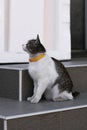 Cute cat with a collar sits on the steps of the house Royalty Free Stock Photo