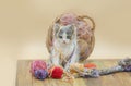 Cute cat with colorful wool yarn balls Royalty Free Stock Photo