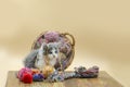 Cute cat with colorful wool yarn balls Royalty Free Stock Photo