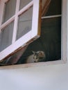 Cat Curiously Staring at Something Through Window Royalty Free Stock Photo