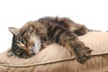 Cute cat on cushion