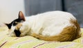 Cute cat in deep sleep Royalty Free Stock Photo