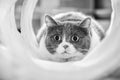 Cute cat with dilated pupils focused on a target while playing in a tunnel; black and white