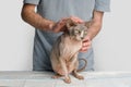 Cute cat in doctor hands on white background, Kitten vet examining. Cat pet check up in veterinarian clinic. Royalty Free Stock Photo