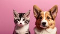 Cute cat and dog catoon together on pink background Royalty Free Stock Photo