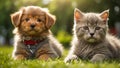 Cute cat and dog lawn grass animal puppy friendly funny summer small