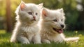 Cute cat dog lawn grass animal puppy friendly funny summer small together mammal