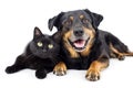 cute cat and dog sitting together on a white background Royalty Free Stock Photo