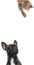 Cute cat and dog looking the center of a vertical web banner with empty blank place for text, web banne. r