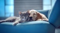 Cute cat and dog lying on a blue sofa at home. Royalty Free Stock Photo