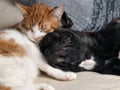 Cute cat and dog sleeping together. The cat is white with red, black dog, a French bulldog Royalty Free Stock Photo