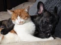 Cute cat and dog sleeping together. The cat is white with red, black dog, a French bulldog Royalty Free Stock Photo