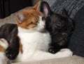Cute cat and dog sleeping together. The cat is white with red, black dog, a French bulldog Royalty Free Stock Photo